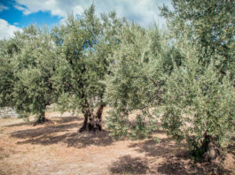 L’olivier : le trait d’union de la Méditerranée (partie 1)