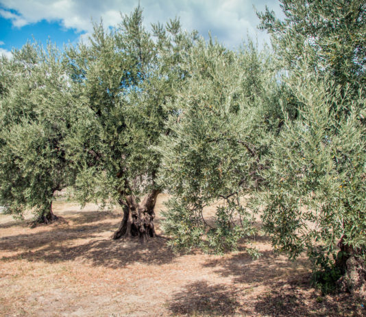 L’olivier : le trait d’union de la Méditerranée (partie 1)