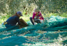 L’huile d’olive : un trait d’union social (partie 3)