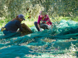 L’huile d’olive : un trait d’union social (partie 3)