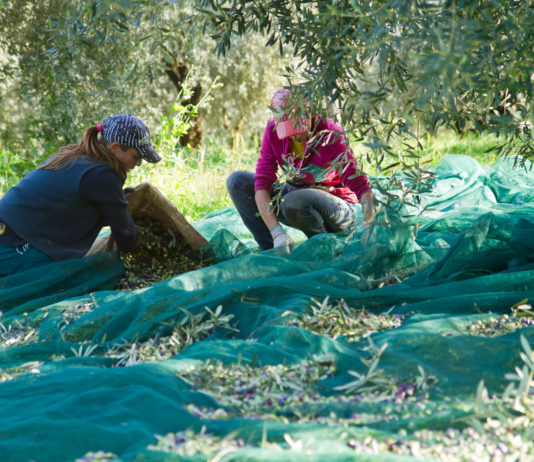 L’huile d’olive : un trait d’union social (partie 3)