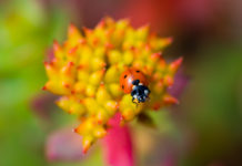 Rhodiola rosea contre le burn-out et le stress