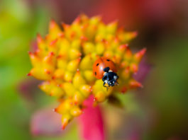 Rhodiola rosea contre le burn-out et le stress