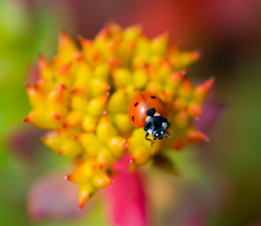 Rhodiola rosea contre le burn-out et le stress