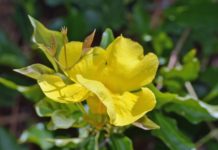 La griffe de chat pour l’immunité et les articulations Griffe de chat - Cat's Claw