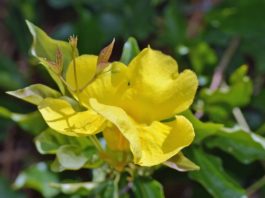 La griffe de chat pour l’immunité et les articulations Griffe de chat - Cat's Claw