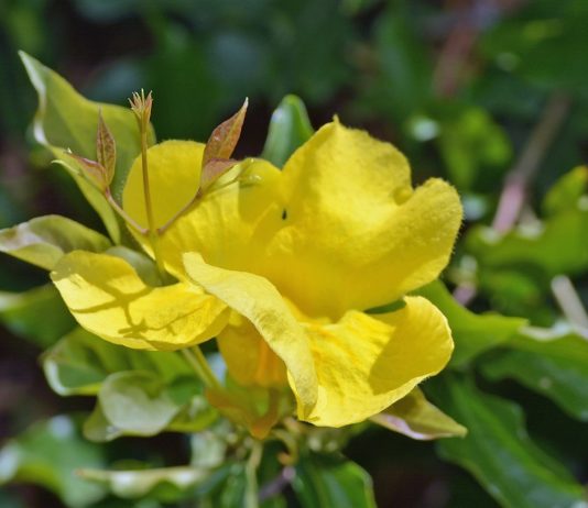 La griffe de chat pour l’immunité et les articulations Griffe de chat - Cat's Claw