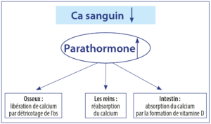 La parathormone régule le taux de calcium dans le sang