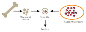 Paradoxe de la calcification