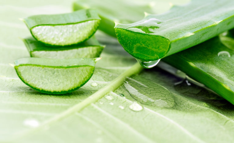 Aloe vera : 10 bienfaits pour votre santé