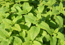 La mélisse, une plante aux nombreuses vertus ! Mélisse officinale (Melissa officinalis)