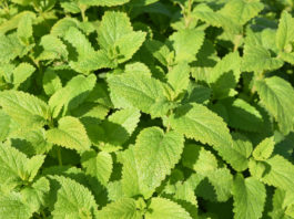 La mélisse, une plante aux nombreuses vertus ! Mélisse officinale (Melissa officinalis)