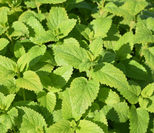 La mélisse, une plante aux nombreuses vertus ! Mélisse officinale (Melissa officinalis)