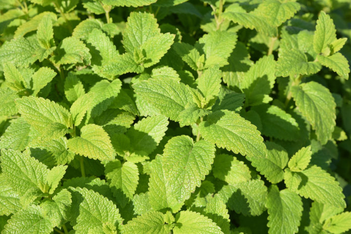 Mélisse officinale (Melissa officinalis)