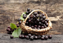 L’aronia, une petite baie aux si grandes vertus