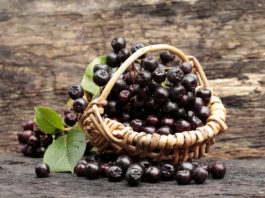 L’aronia, une petite baie aux si grandes vertus