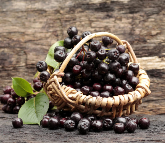 L’aronia, une petite baie aux si grandes vertus