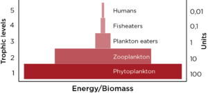 zooplancton - humain : chaine alimentaire