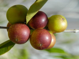 Vitamine C naturelle ou liposomale ? Camu Camu - Vitamine C naturelle