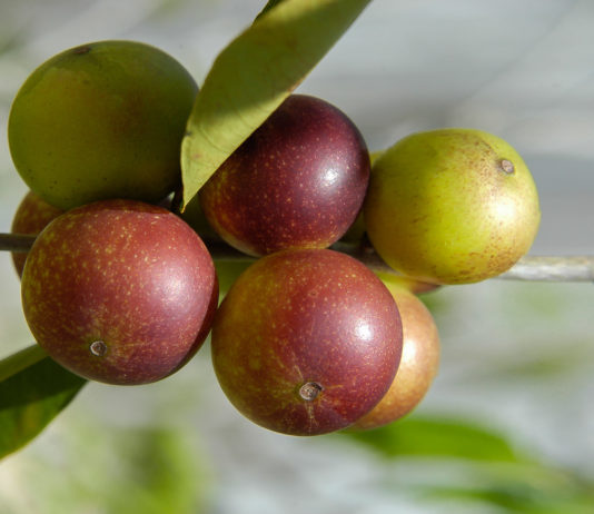 Vitamine C naturelle ou liposomale ? Camu Camu - Vitamine C naturelle