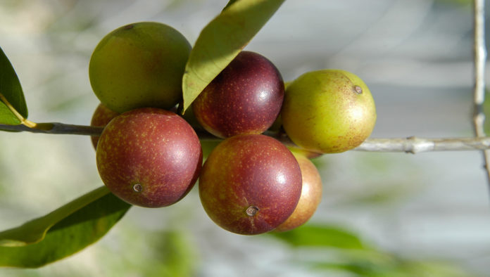 Camu Camu - Vitamine C naturelle