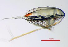 Stop fonte musculaire avec l’huile de Calanus ! calanus finmarchicus