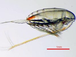 Stop fonte musculaire avec l’huile de Calanus ! calanus finmarchicus