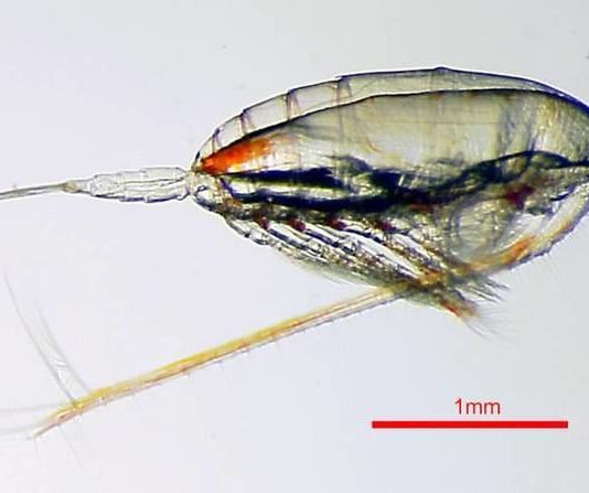 Stop fonte musculaire avec l’huile de Calanus ! calanus finmarchicus