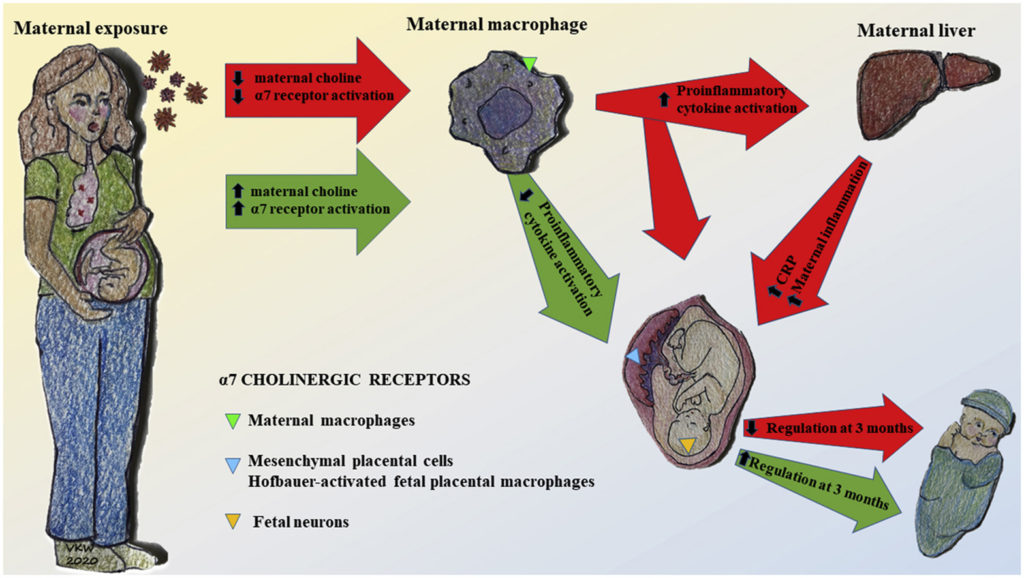De la Choline pour protéger les bébés du Coronavirus ! Medicatrix