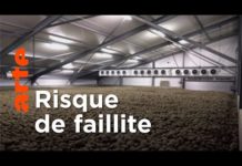 Covid : des montagnes de patates de perdues | ARTE Regards