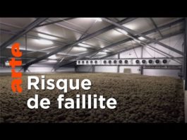 Covid : des montagnes de patates de perdues | ARTE Regards