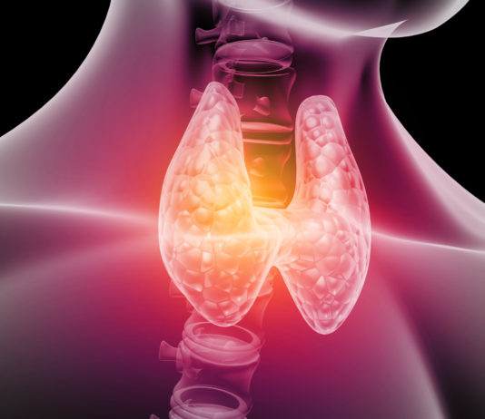 Thyroïde, chouchoutez-là ! Anatomie de la thyroïde