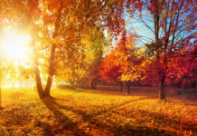 Je nourris et renforce mon système immunitaire ! Je nourris et renforce mon système immunitaire !