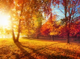 Je nourris et renforce mon système immunitaire ! Je nourris et renforce mon système immunitaire !