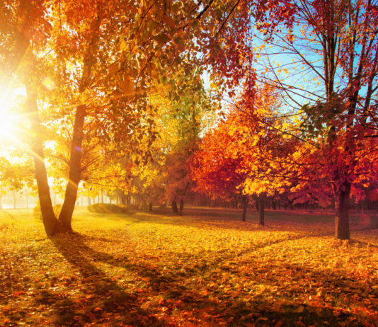 Je nourris et renforce mon système immunitaire ! Je nourris et renforce mon système immunitaire !