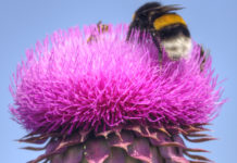 6 bonnes raisons de consommer des plantes amères