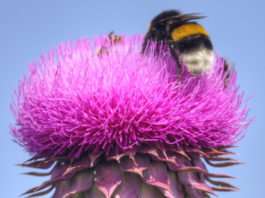 6 bonnes raisons de consommer des plantes amères