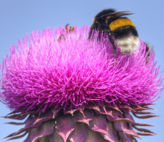 6 bonnes raisons de consommer des plantes amères