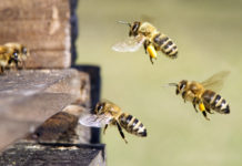 Attaque en justice contre le sabotage des tests abeilles !