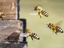 Attaque en justice contre le sabotage des tests abeilles !