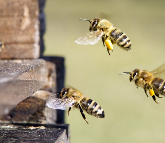Attaque en justice contre le sabotage des tests abeilles !