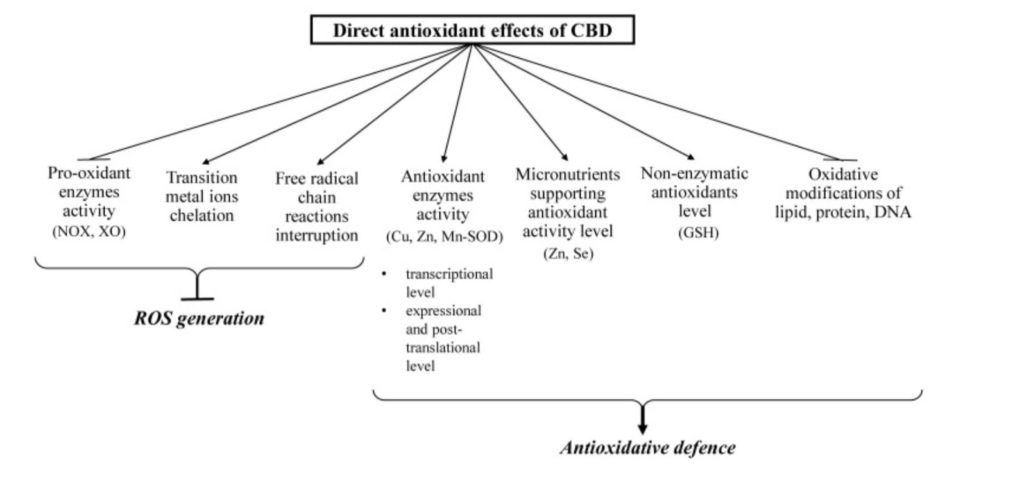 CBD : Propriétés antioxydantes directes et indirectes